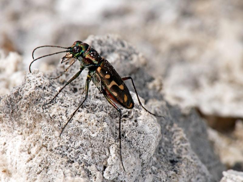 The "armored" Yellowstone tiger beetle thrives in 120-degree thermal pools