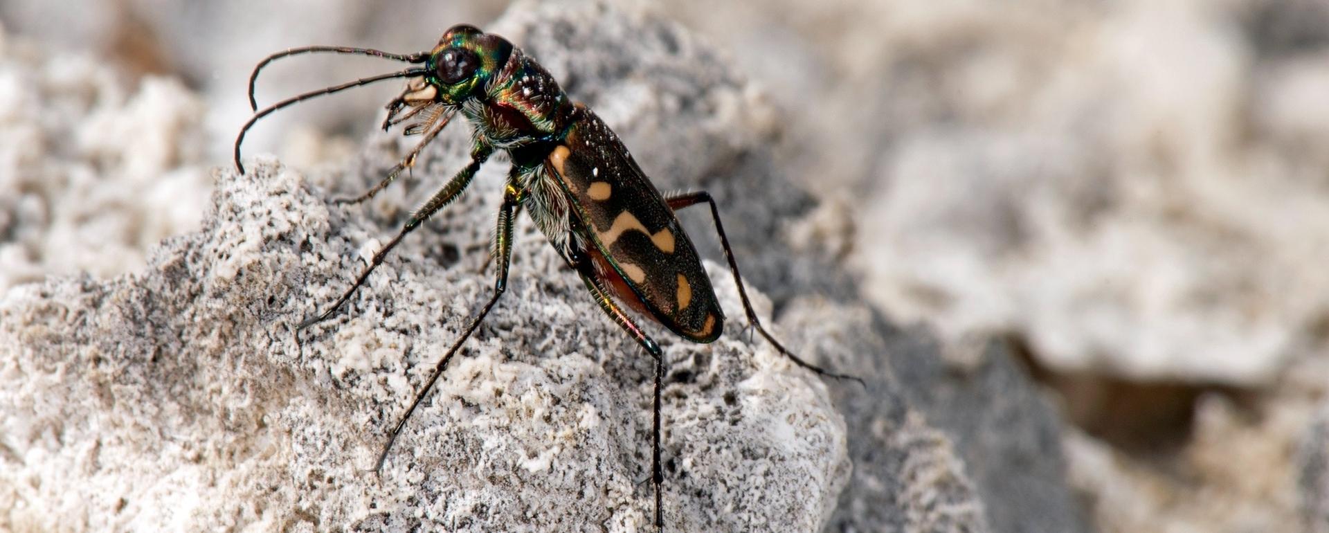 The "armored" Yellowstone tiger beetle thrives in 120-degree thermal pools