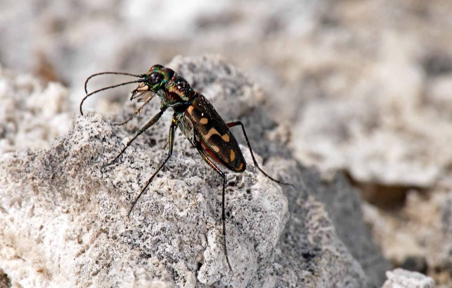 Yellowstone's tiger beetle is teaching entomologists how its body can thrive in super-heated pools, and how their makeup can inform human technology from spaceships to ski jackets. Photo by Bob Peterson