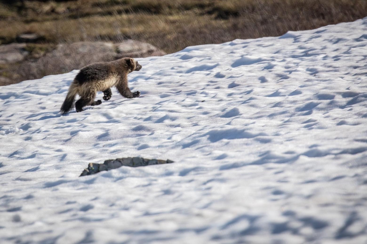 Independence: A wolverine on the move on Logan Pass in Glacier National Park, July 5, 2018. Photo by Aaron Teasdale