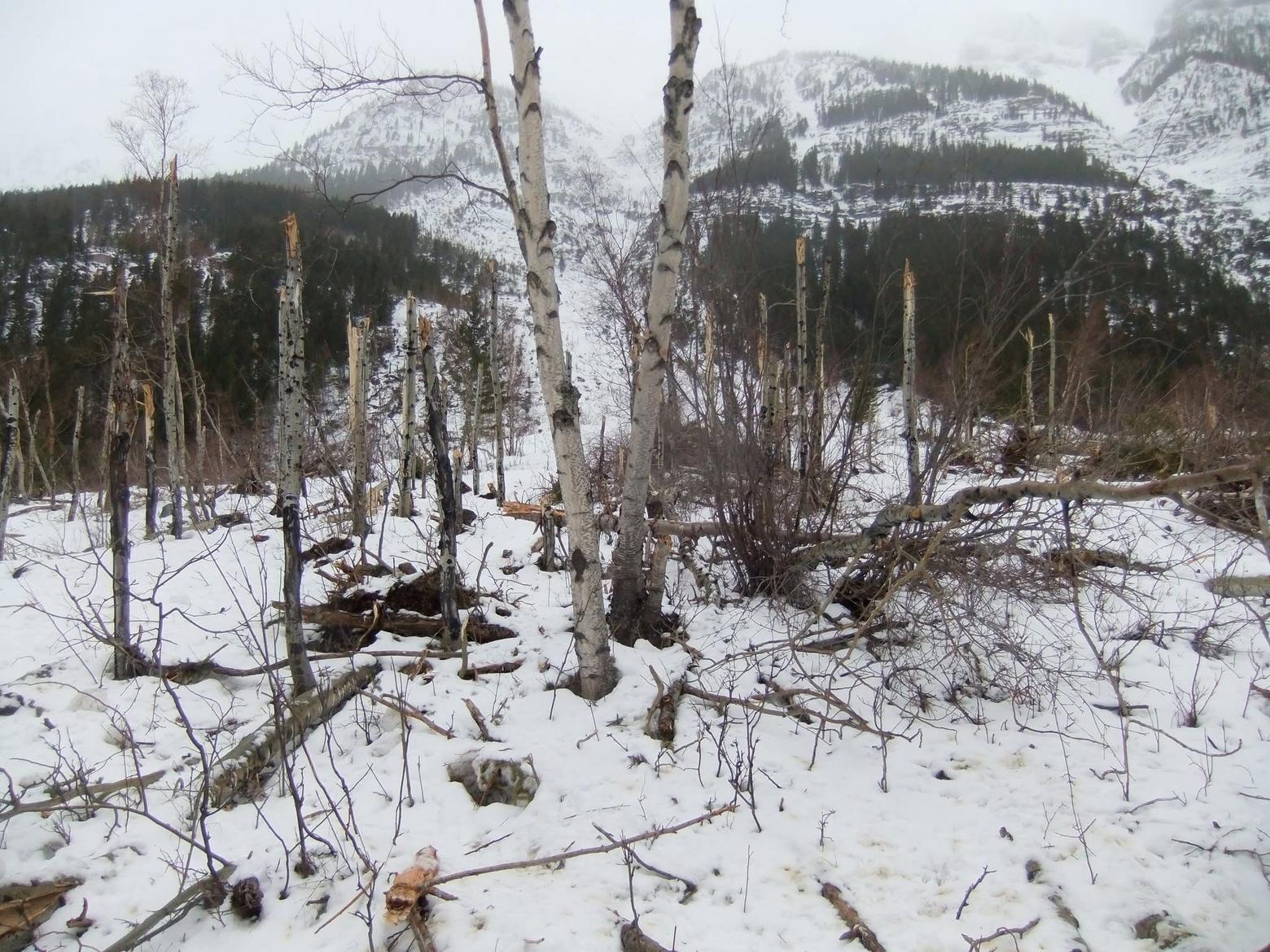Trees that once stood straight were splintered off several feet above the ground, while others are broken at their bases. Some were entirely uprooted by heavy snow in the avalanche, January 26, 2010. Photo by Benjamin Alva Polley
