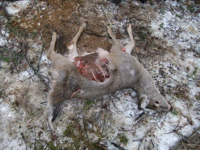 The avalanche took with it trees, earth and wildlife, including dozens of deer. Photo by Benjamin Alva Polley