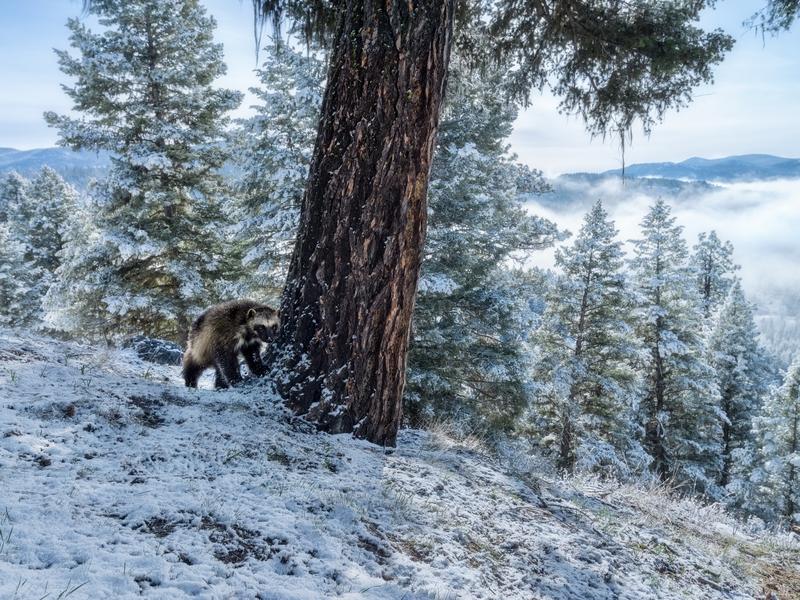 Between human development, a warming climate and battles to remain on the endangered species list, the rare wolverine faces stiff challenges