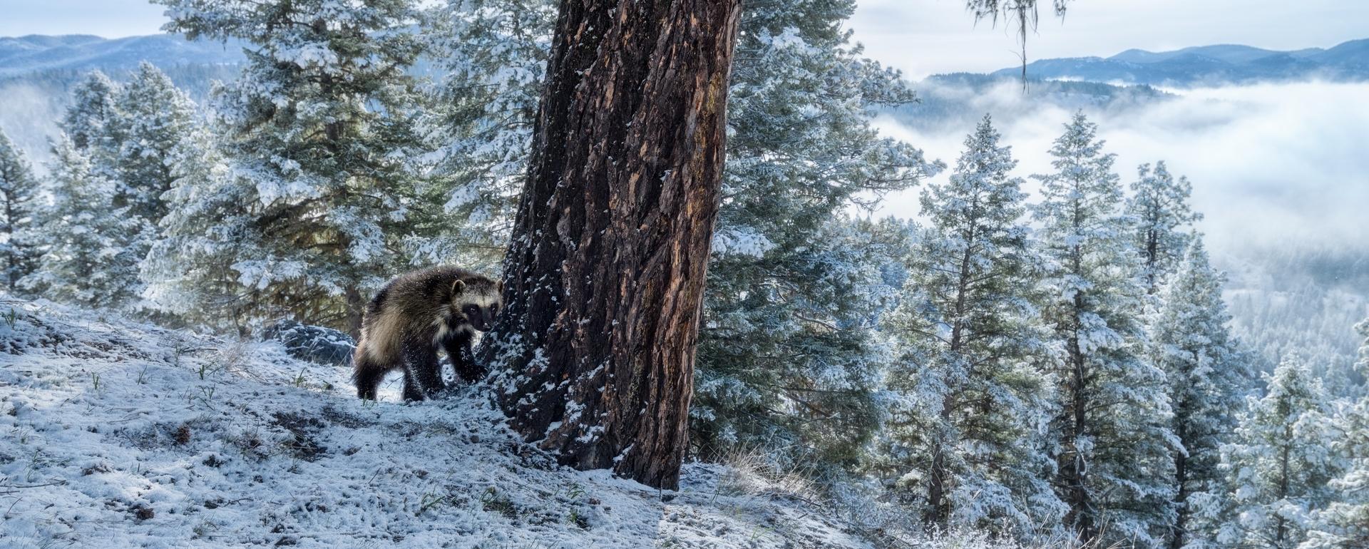Between human development, a warming climate and battles to remain on the endangered species list, the rare wolverine faces stiff challenges
