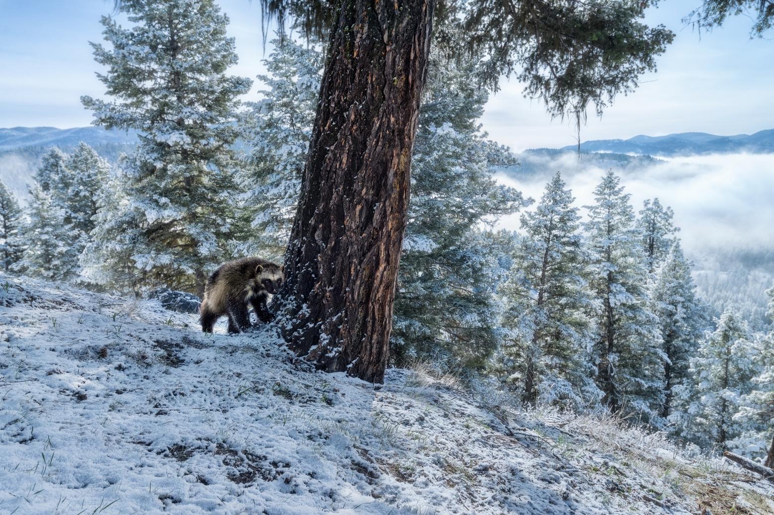 A wolverine, a very rare carnivore in the Lower 48, perched beneath a large Douglas fir in the Montana mountains on a spring morning, April 2022. Photo by Zack Clothier