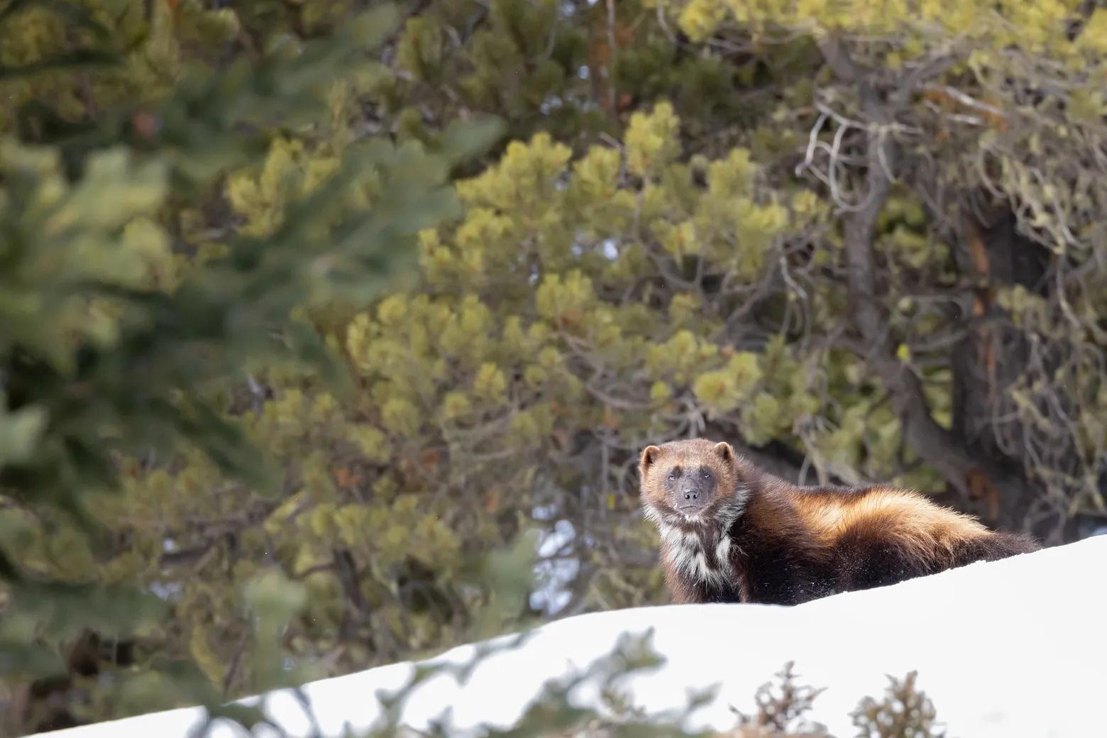 Approximately 300 wolverines live in the Lower 48 states. With habitats ranging up to 500 square miles, they face a multitude of challenges. Here, one of an estimated six wolverines stares down the lens in 2.2 million-acre Yellowstone National Park, March 2022. Photo by MacNeil Lyons/Yellowstone Insight
