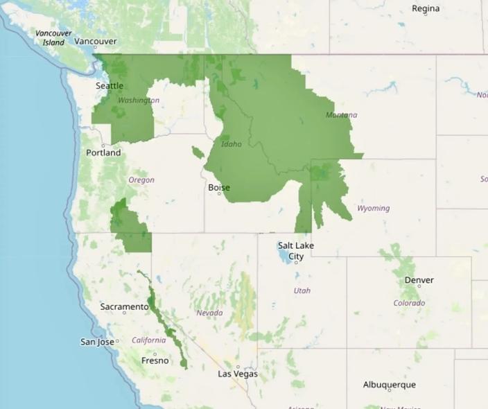 The dark green areas on the map above indicate where wolverines have recently been found. Lighter green areas show habitat they could possibly reinhabit though many projections are offset by diminishing snowpack levels, important to a wolverine's life history. Map courtesy USFWS