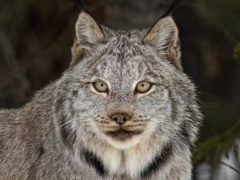 Canada lynx are among many species whose habitat could be harmed if FWS changes "harm" definition in the ESA