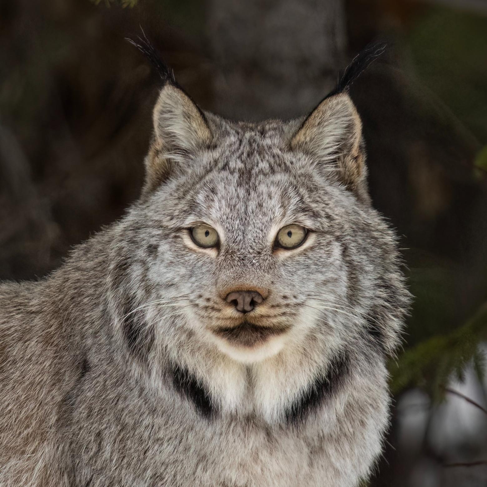 Critics of the FWS proposal say changing the word "harm" would gut the ESA. The law’s most powerful tool, they argue, is its authority to regulate the use of places a plant or animal needs to survive. Photo by Ben Bluhm