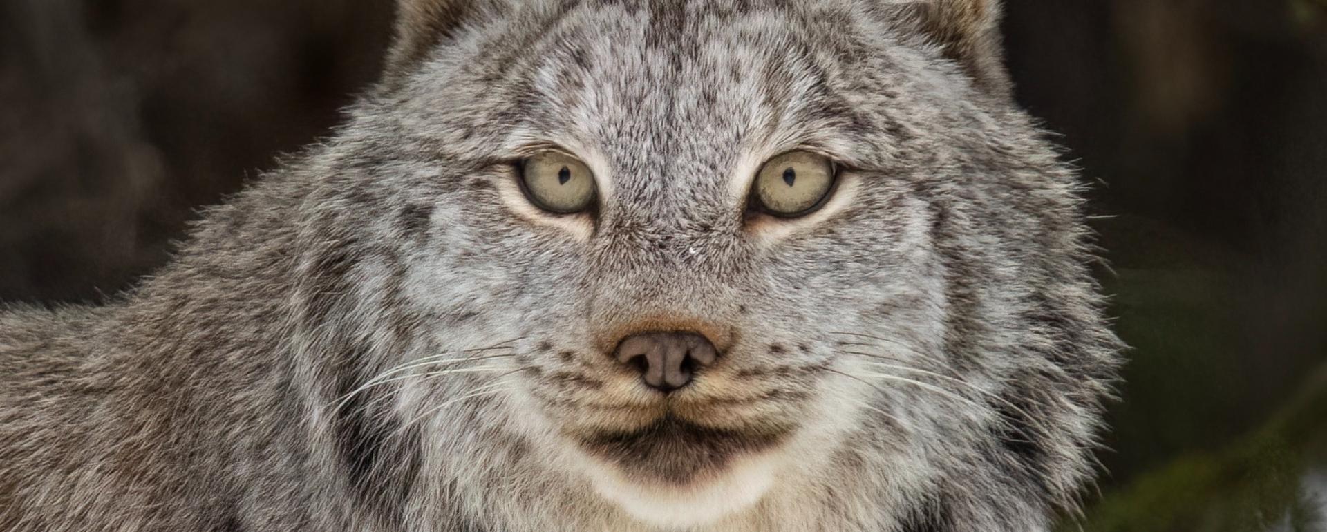 Canada lynx are among many species whose habitat could be harmed if FWS changes "harm" definition in the ESA