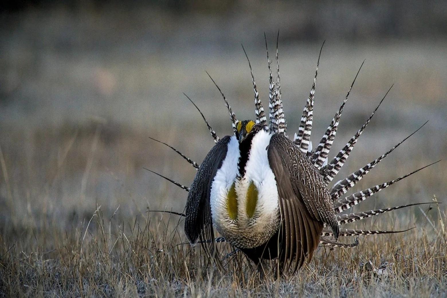 The greater sage grouse is another species whose habitat would be threatened with a change to "harm" in the ESA. Photo by Bob Wick/BLM