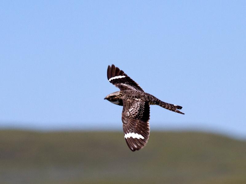 The disappearing common nighthawk