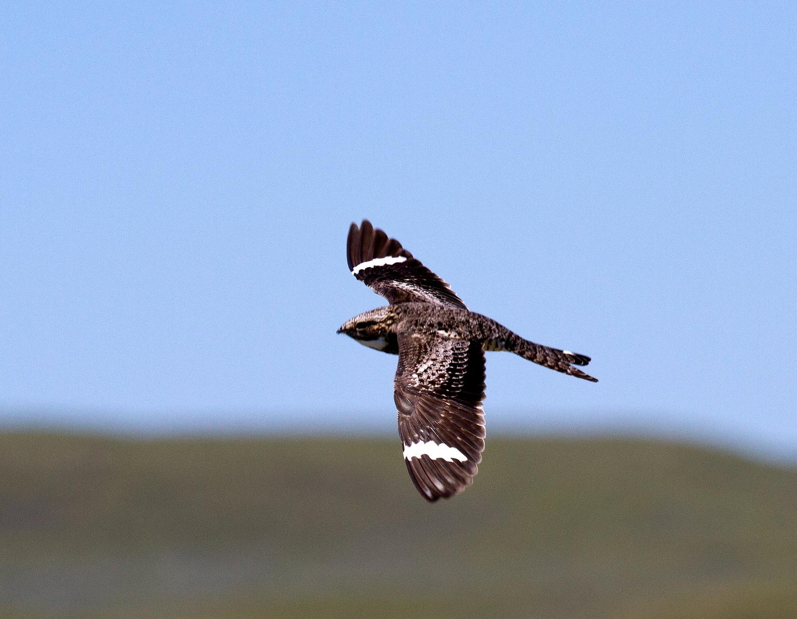 Nighthawks and poorwills are considered aerial insectivores, meaning they eat strictly insects. The nighthawk, shown here, has one of the longest migration routes of all North American birds. Photo by Bob Martinka