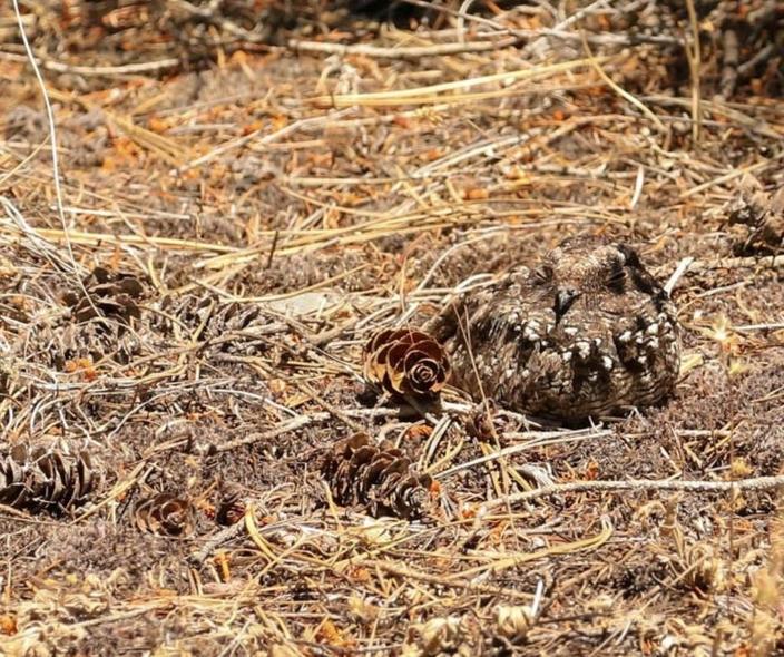 Under cover: The common poorwill is highly camouflaged with a "dead leaf pattern." Photo by Dan Ellison