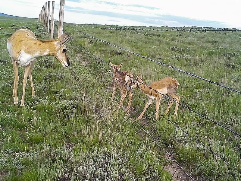 Countless miles of fencing across the West can cause barriers for wildlife migrations
