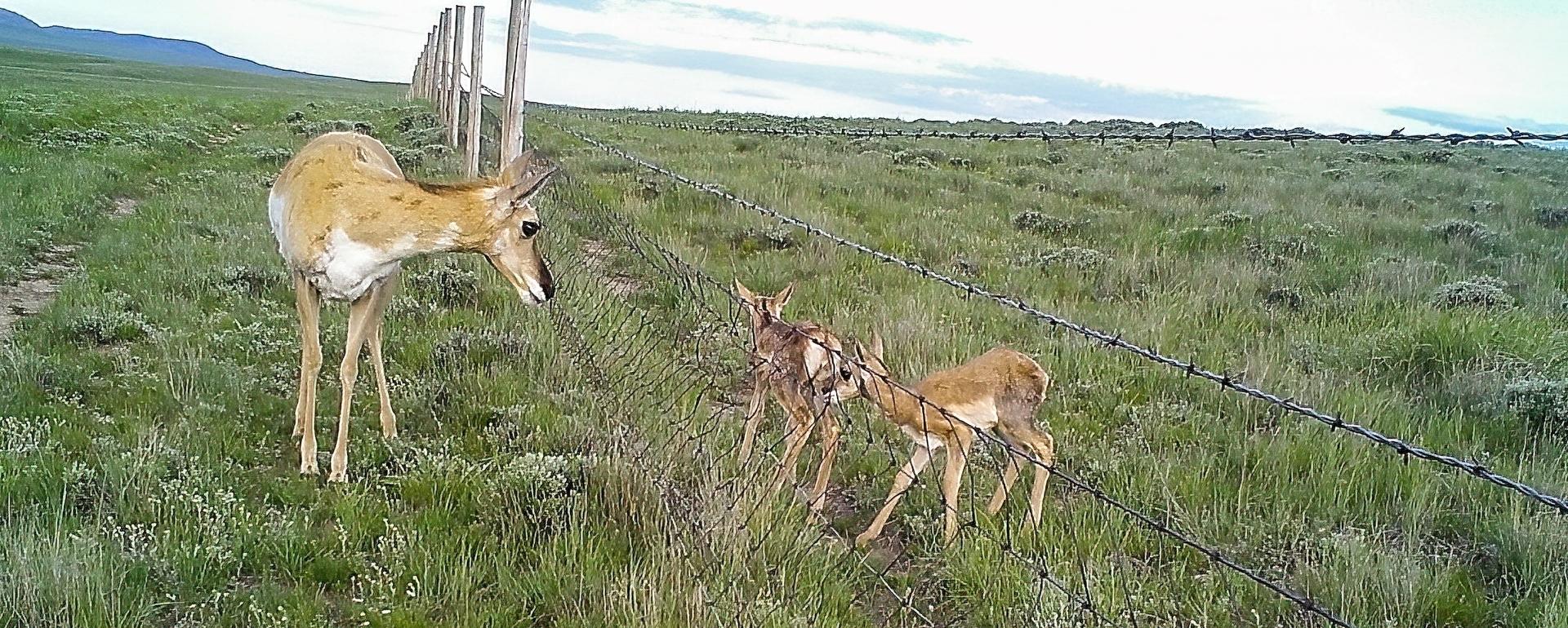 Countless miles of fencing across the West can cause barriers for wildlife migrations