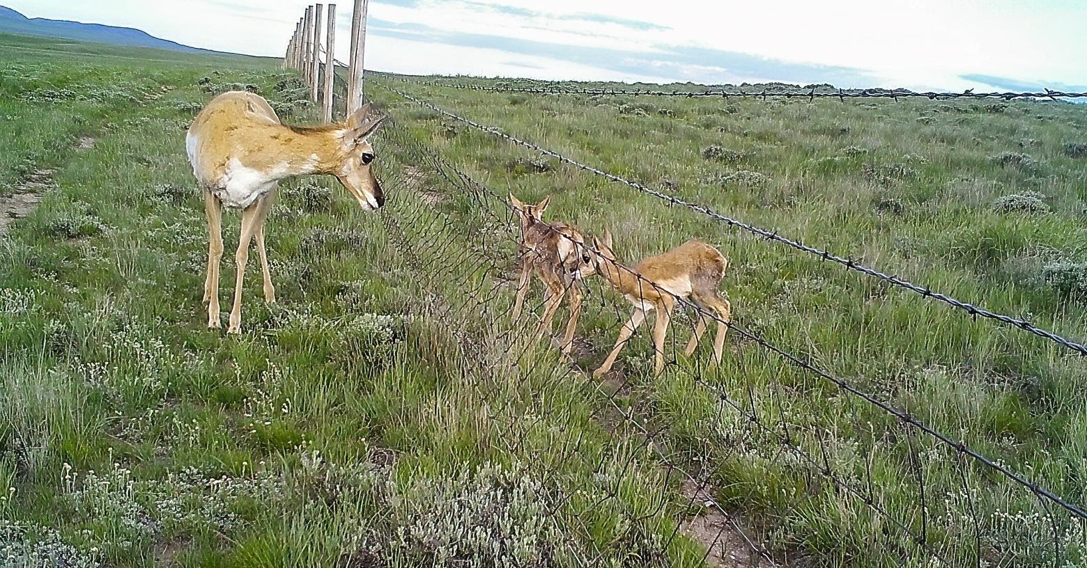 Fences can block wildlife access to essential water and food sources, inhibit access to seasonal habitat, and interfere with migration paths. Adjusted wildlife-friendly fencing can alleviate some of the harshest consequences for wildlife. 