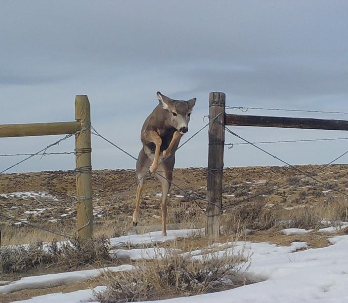 An X-gate uses wire crossed in an “X” between supporting posts provides a relatively high crawl opening for pronghorn and deer. Photo courtesy WGFD