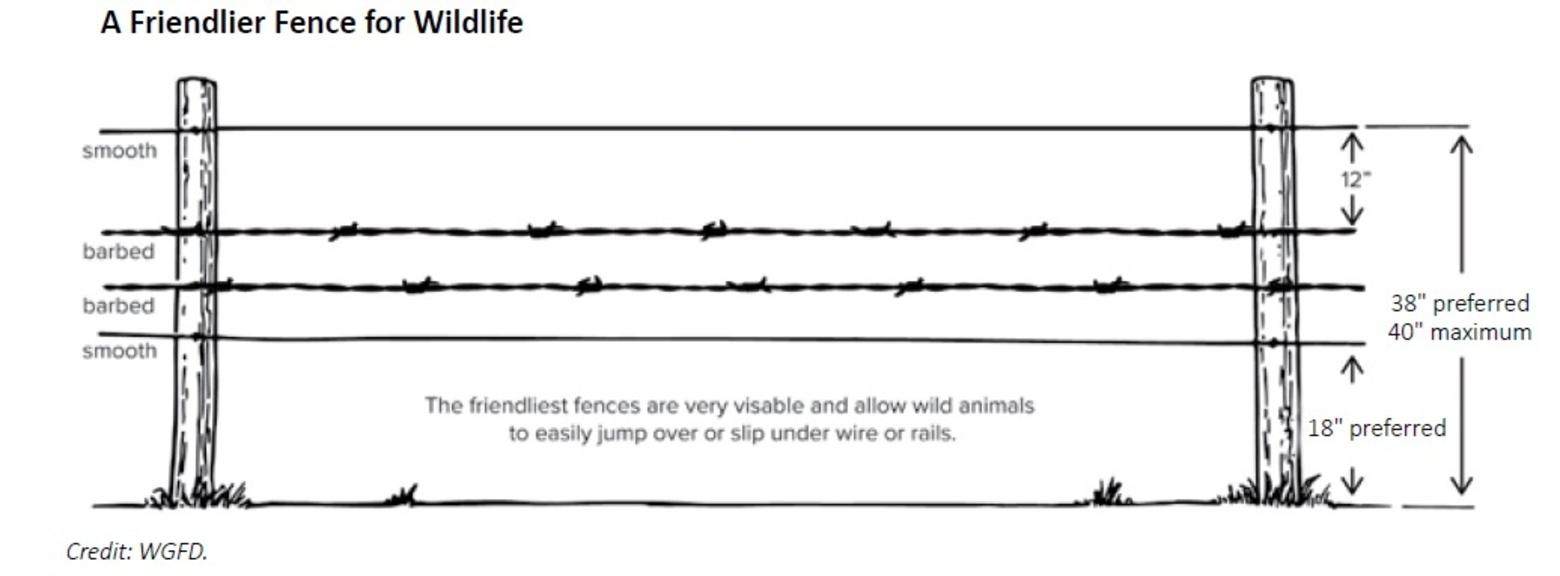 Increasing the distance from the ground to the lowest fence wire and decreasing the height of the highest wire are recommendations from Wyoming Game and Fish. Illustration courtesy WGFD