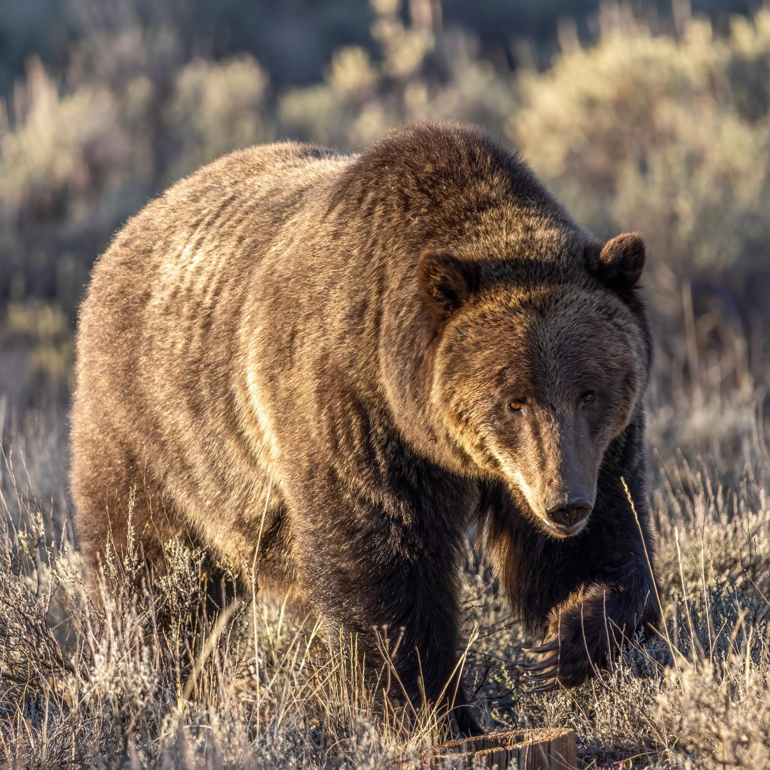 The grizzly bear was the eighth mammal to receive protection under the Endangered Species Act of 1973. When it was declared a threatened species in 1975, around 600 grizzlies were believed to remain in the Lower 48 states. Photo by Ben Bluhm