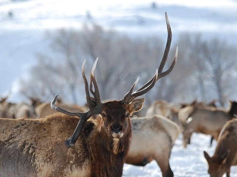 Antlers come in all shapes and sizes and their growth and patterns are influenced by many factors