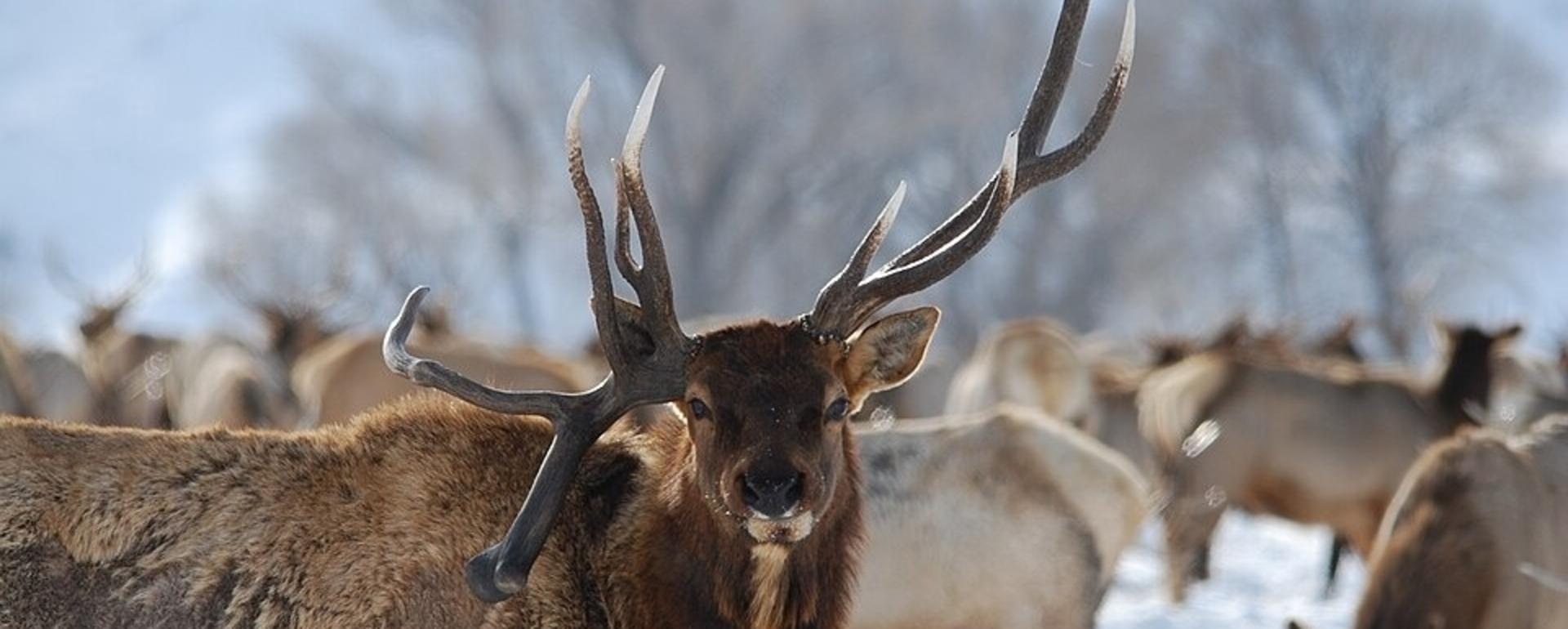 Antlers come in all shapes and sizes and their growth and patterns are influenced by many factors