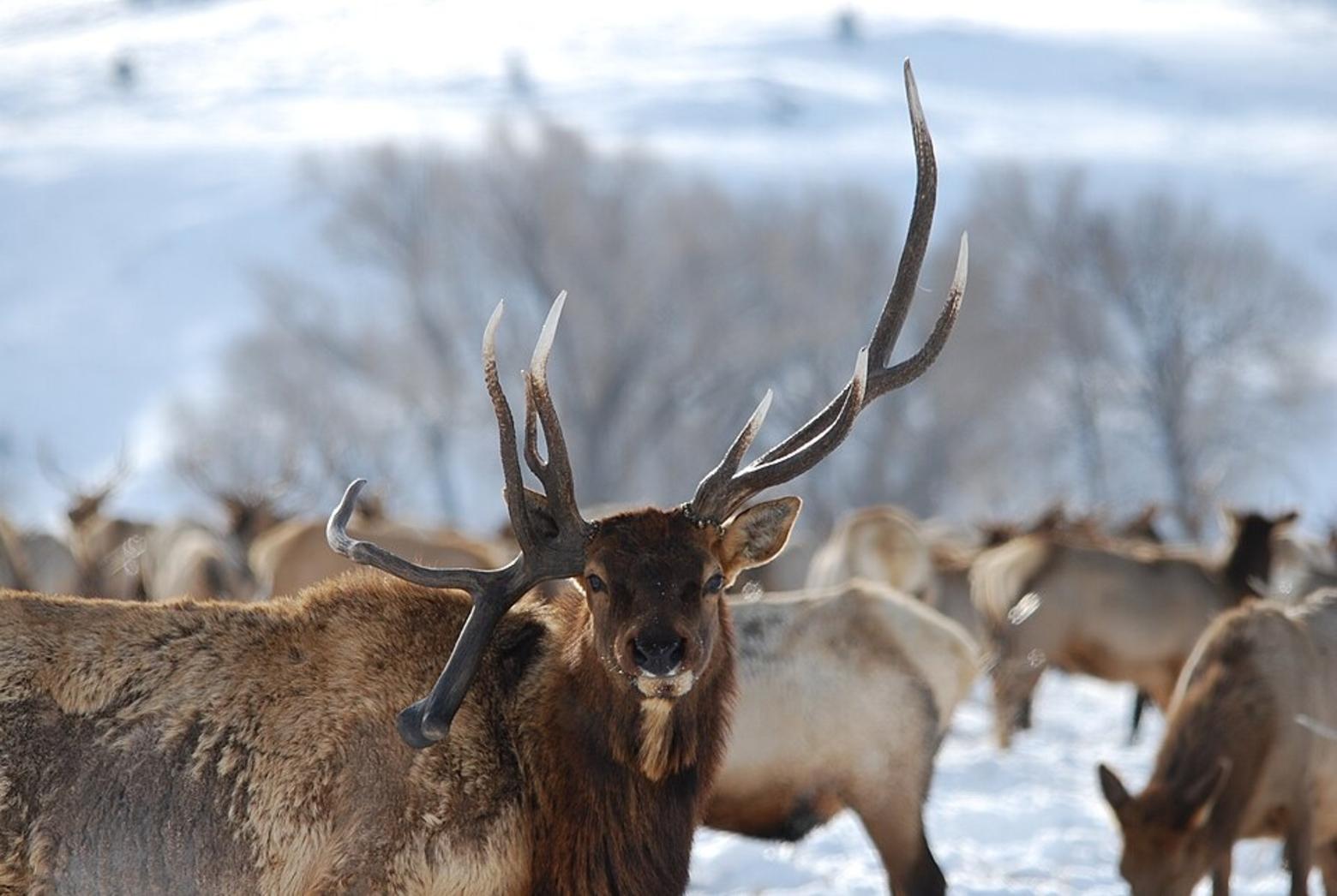 A shed hunter never knows what they will find. Here, an example of the many shapes and sizes (up to 20 pounds apiece) that antlers can come in. A recent increase in interest and market value has some wildlife advocates concerned. Photo by Tony Hough/USFWS
