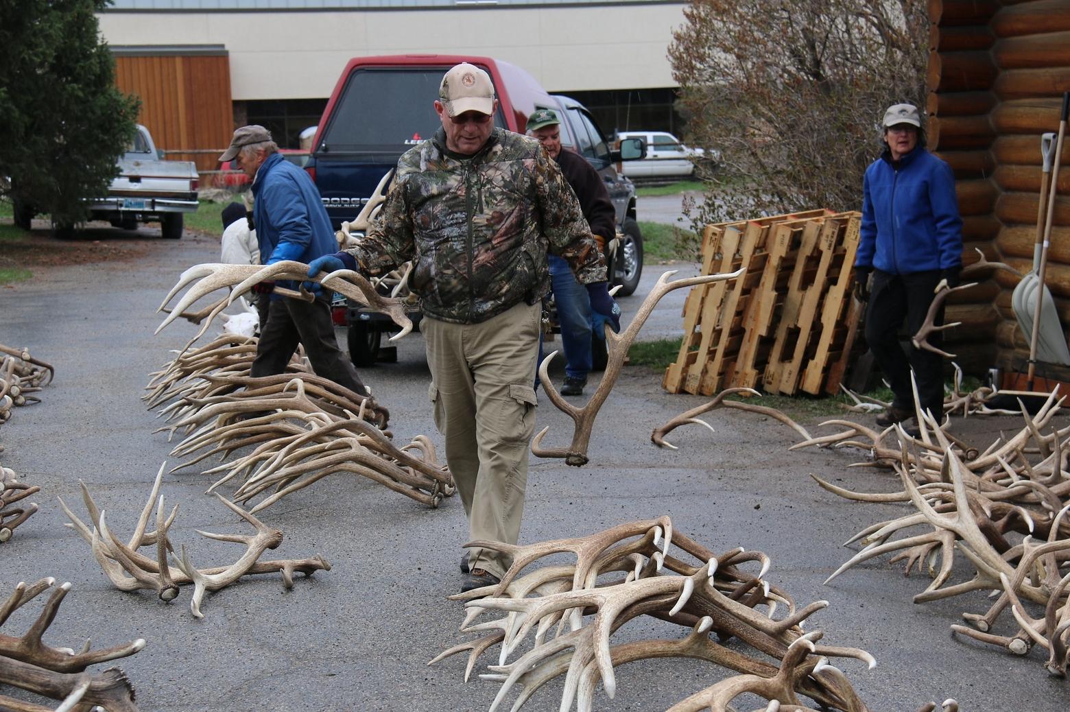 Organizers of Jackson, Wyoming's Elkfest, the world's largest annual auction of elk antlers, according to the event website, display sheds sorting them by color, size, and shape.. Photo by Lori Iverson/USWFS