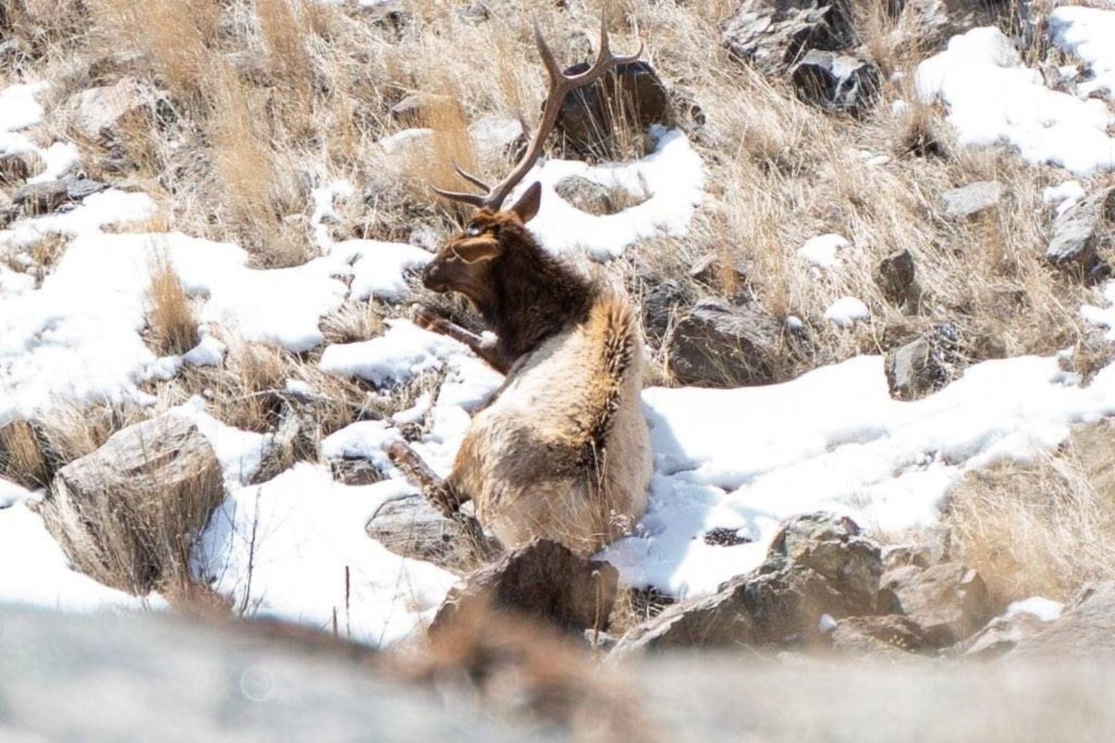 An elk, partly through the "shed" with one of its antlers still attached. Photo coutesy Keegan David