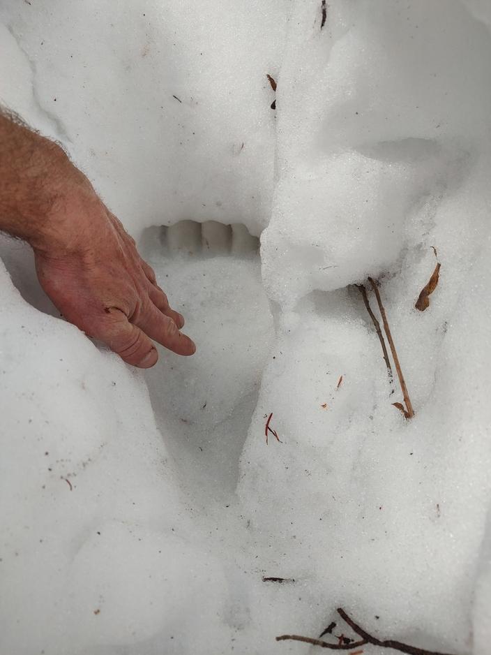 David's hand with a black bear paw print on the Red Lodge side of the Absaroka Beartooths in Montana. Photo courtesy Keegan David