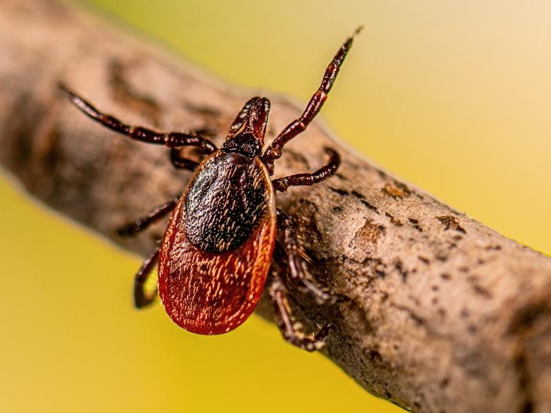 Three deer ticks were discovered last year in two Montana counties