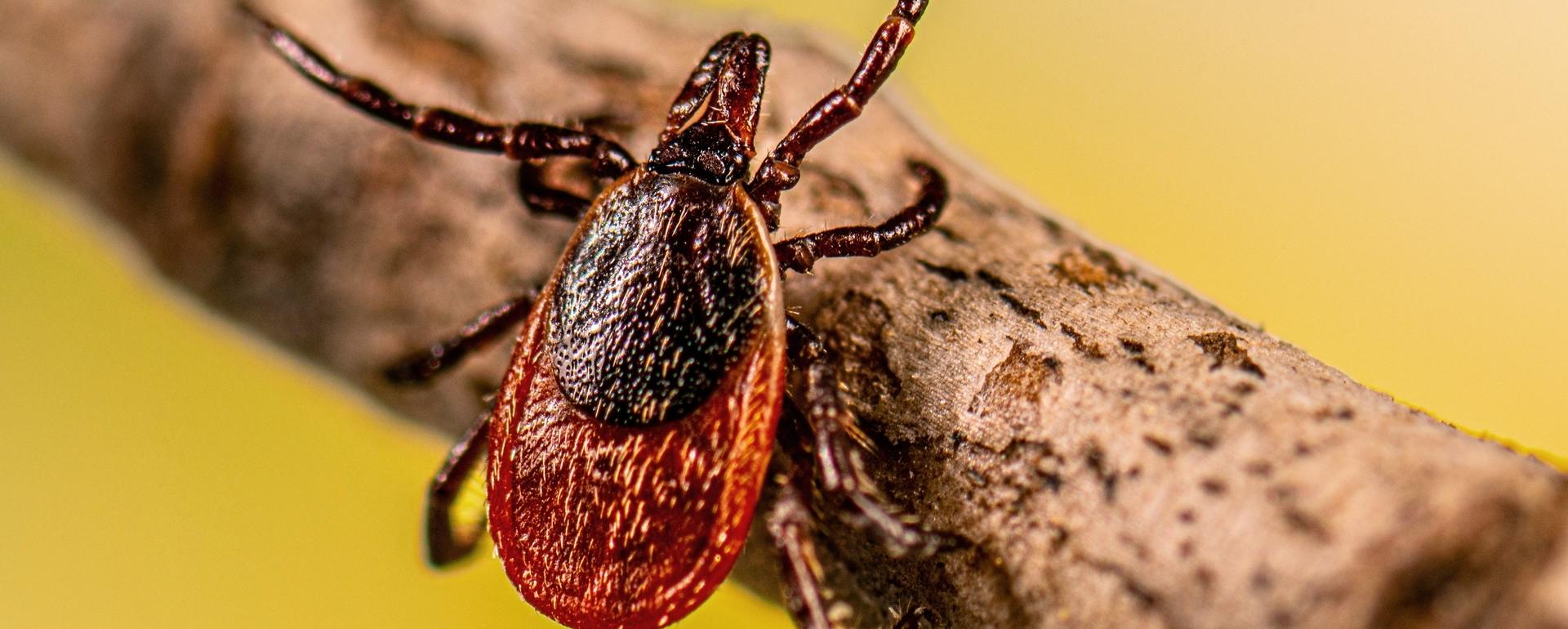 Three deer ticks were discovered last year in two Montana counties
