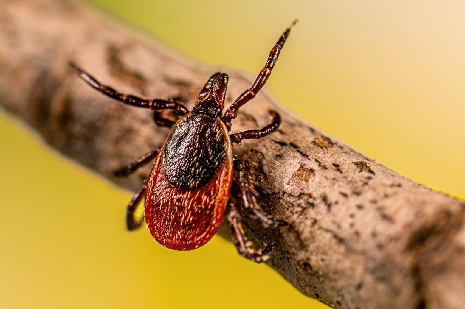 An adult female blacklegged tick, Ixodes scapularis, questing on a stick. After three blacklegged or deer ticks were identified in Montana, the state health department has launched a surveillance effort to identify subsequent deer ticks in the state. Photo by Lauren Bishop/CDC