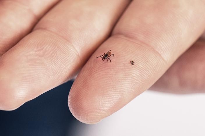 Two blacklegged ticks, Ixodes scapularis, atop a person’s left index finger. On the left is an adult female, and on the right is a nymph. Photo by Lauren Bishop/CDC