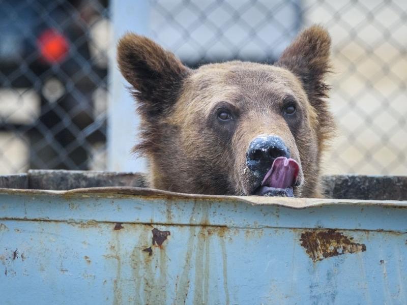 Across Greater Yellowstone and the West, bear managers are working to educate locals and visitors on the dangers of bears depending on human food