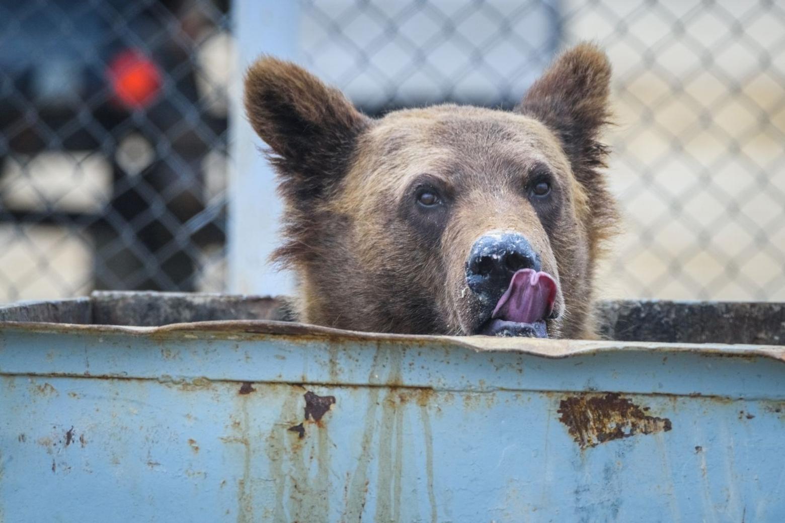 Bears can become habituated to human food and trash. Even as concerns increase, the human population is growing in Greater Yellowstone. Photo courtesy Vital Ground