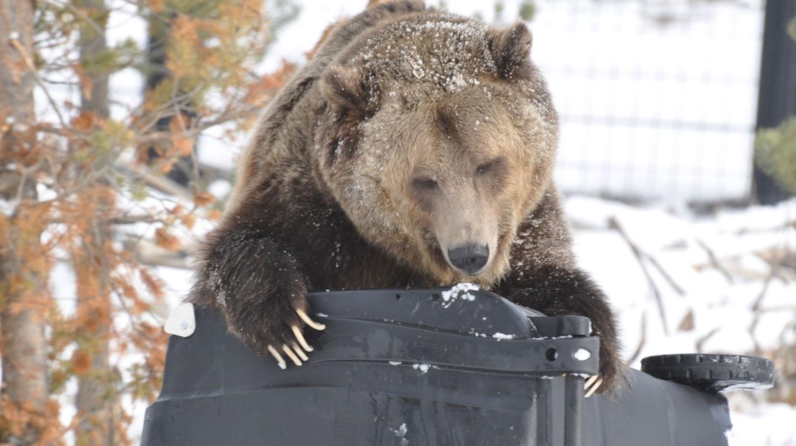 A number of communities in Greater Yellowstone and beyond are working on initiatives to provide bearproof trashcans to residents and visitors. Photo courtesy Living with Wildlife Foundation/Vital Ground