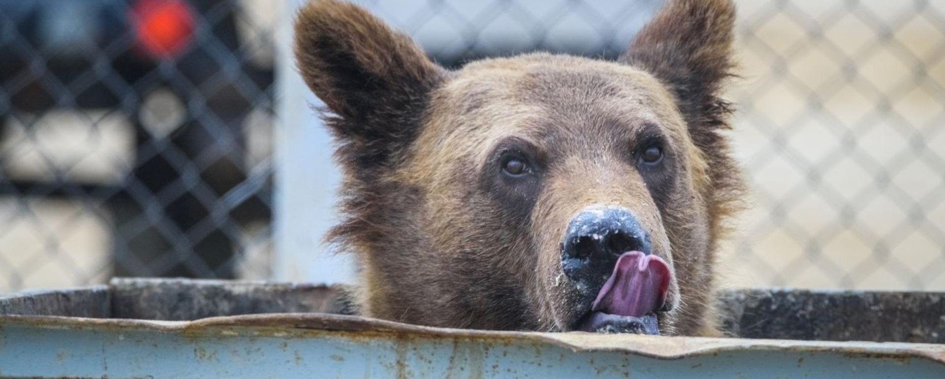 Across Greater Yellowstone and the West, bear managers are working to educate locals and visitors on the dangers of bears depending on human food