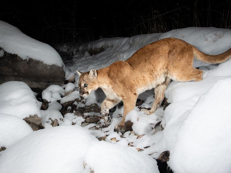 In Wyoming, mountain lions and wolves are in the crosshairs