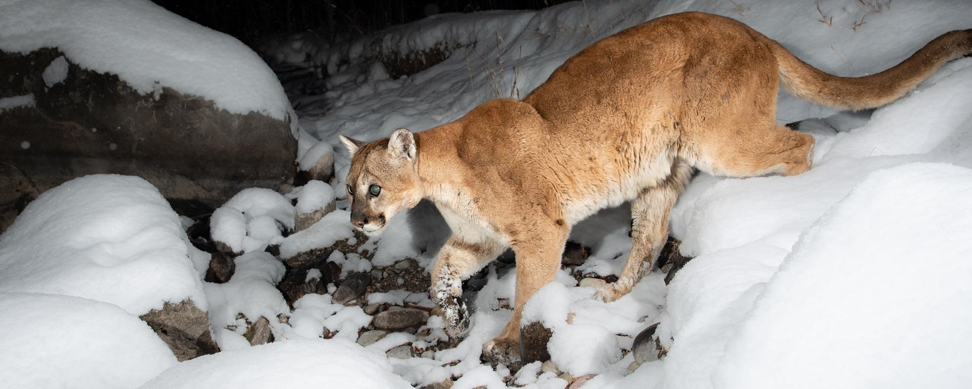 In Wyoming, mountain lions and wolves are in the crosshairs
