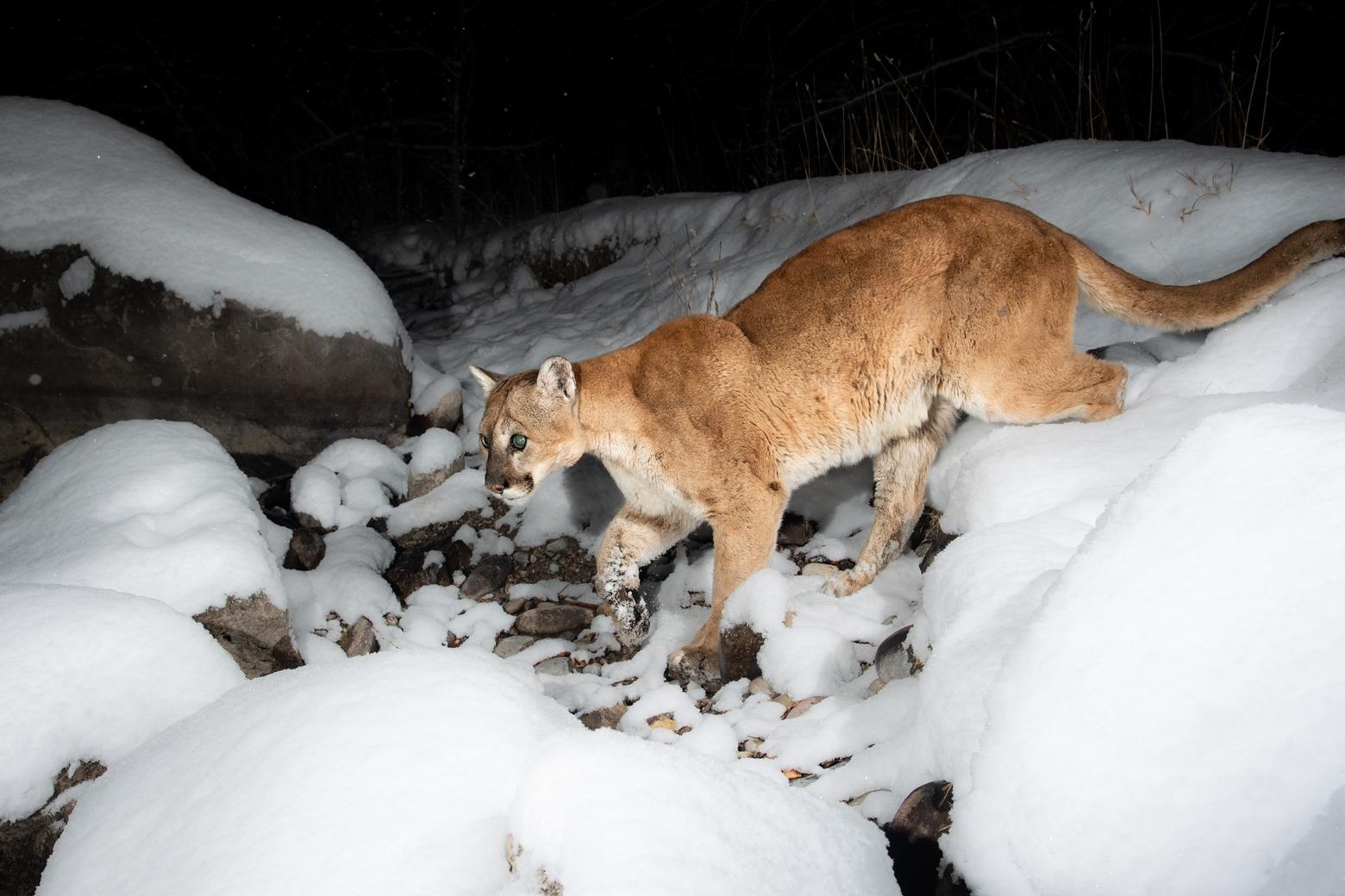 Public sentiment in Wyoming says that there are too many mountain lions and they have a potential to impact mule deer populations. Photo by Savannah Rose