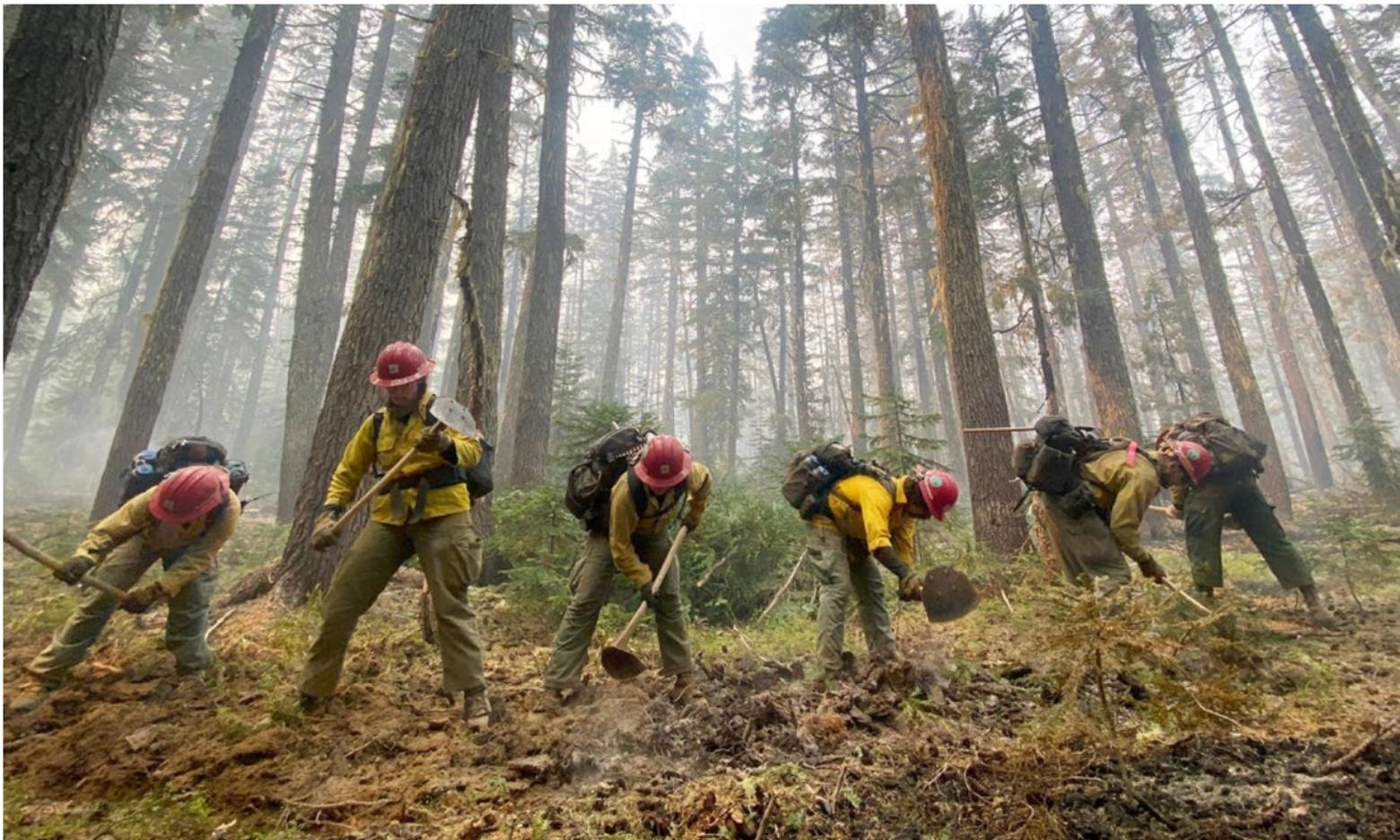 The Mormon Lake Hotshots dig fireline amid towering evergreens during the Cedar Creek Fire in the Willamette National Forest in Oregon. Photo courtesy Alaska Incident Management Team