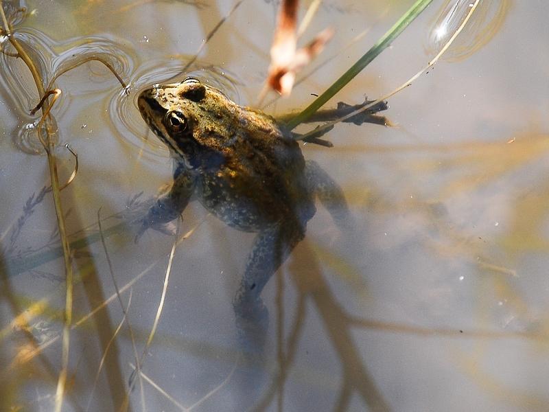 A spotted frog comes up for observation