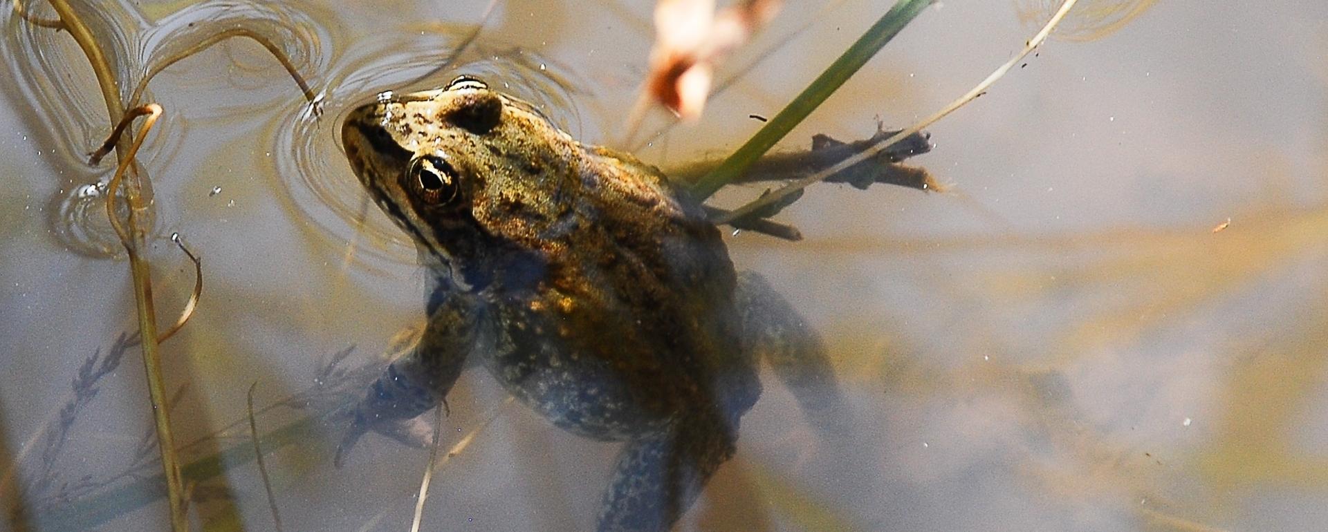 A spotted frog comes up for observation