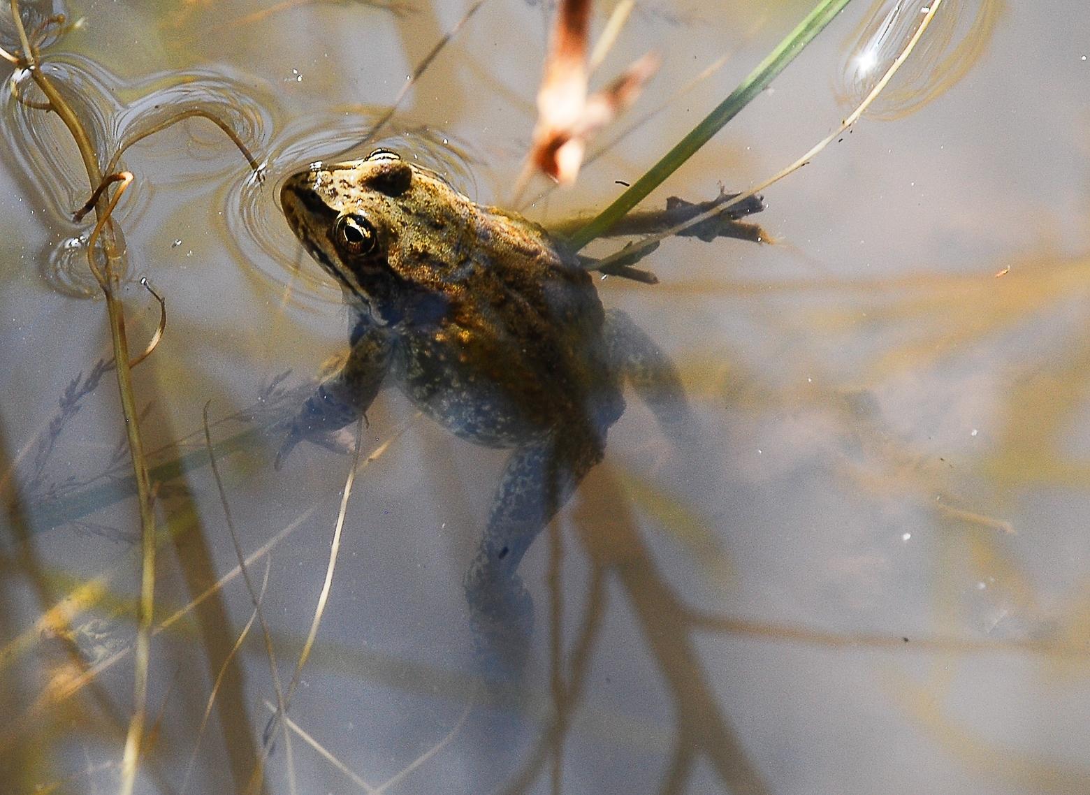 In areas where our columnist often sees numerous spotted frogs, her friend saw just three last summer. Combined with dwindling numbers of whitebark pine and receding glaciers, this spotted-frog shortage should grab our collective attention.