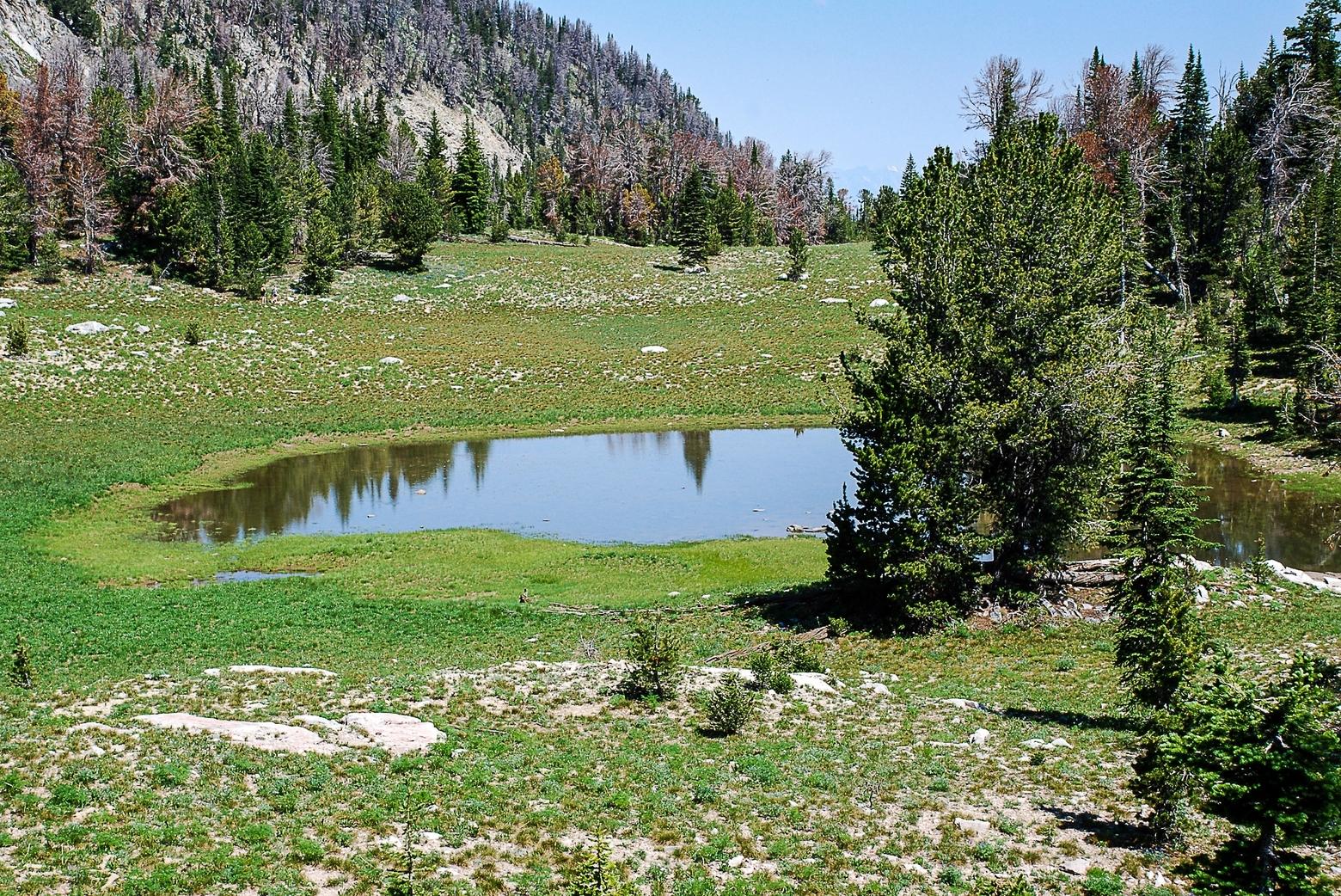A vernal pool with beetle-killed whitebark pine.