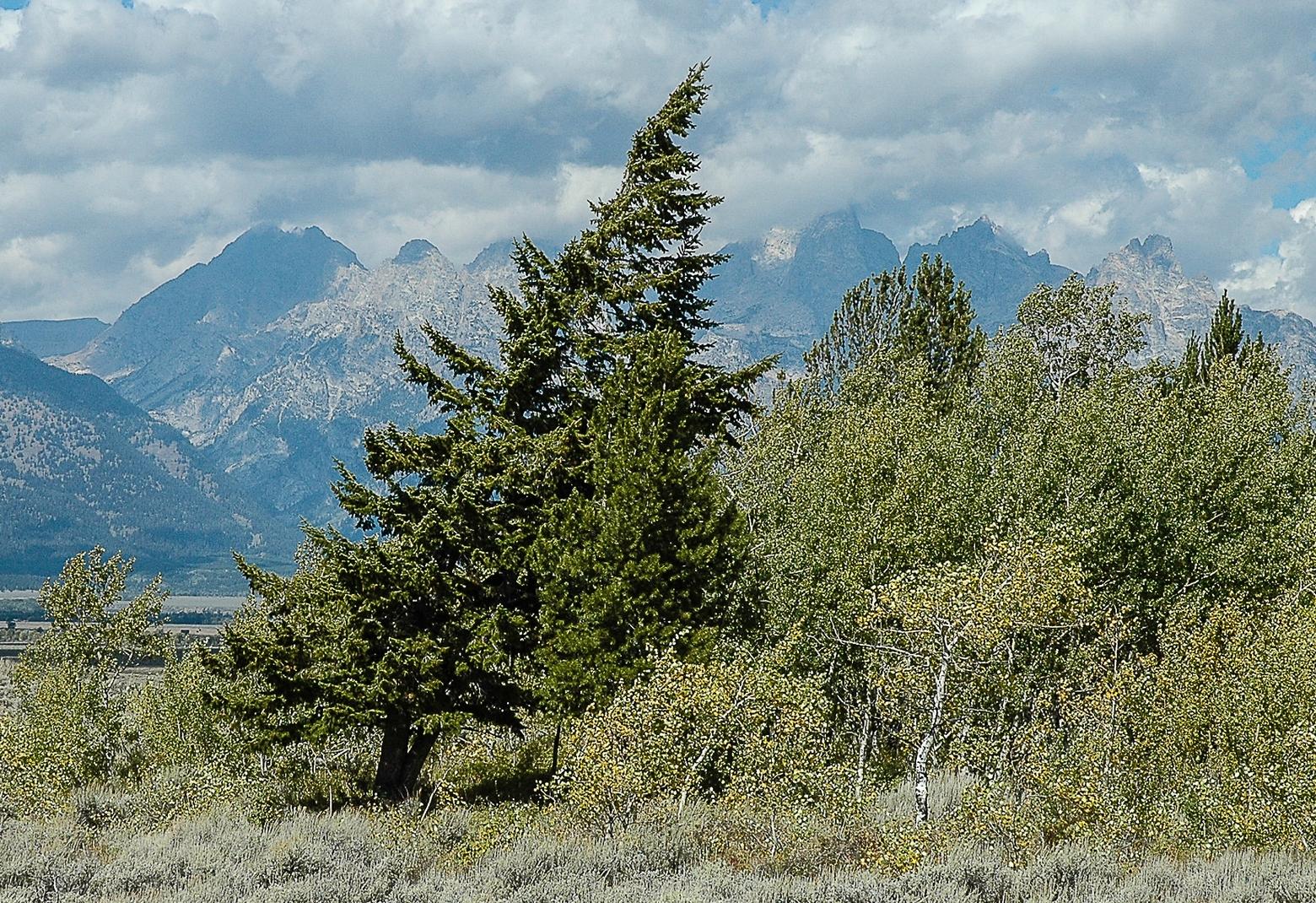 Ridgeline Douglas-fir and aspens with the Tetons as a backdrop.