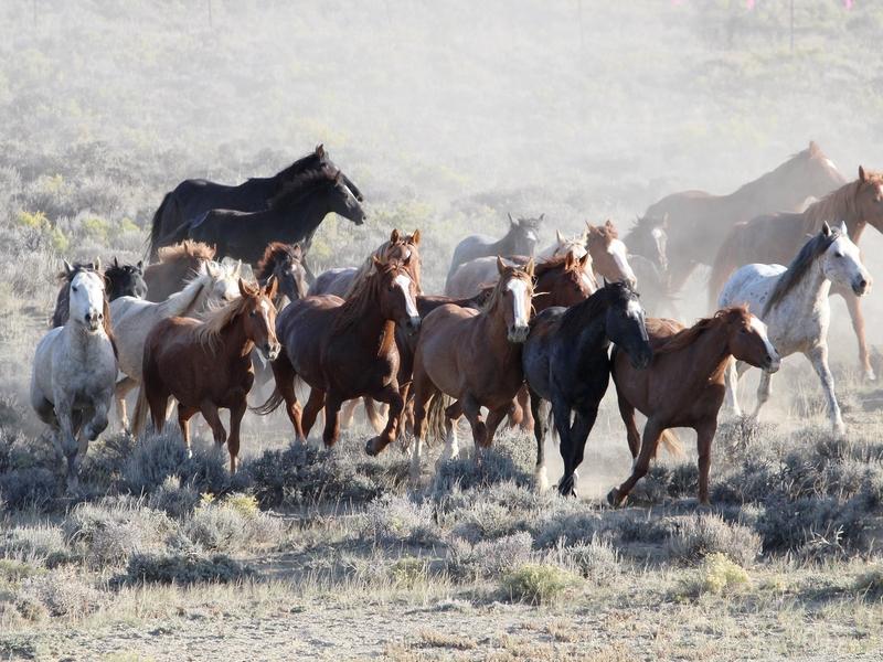 Wyoming's wild horses remain a contentious management issue