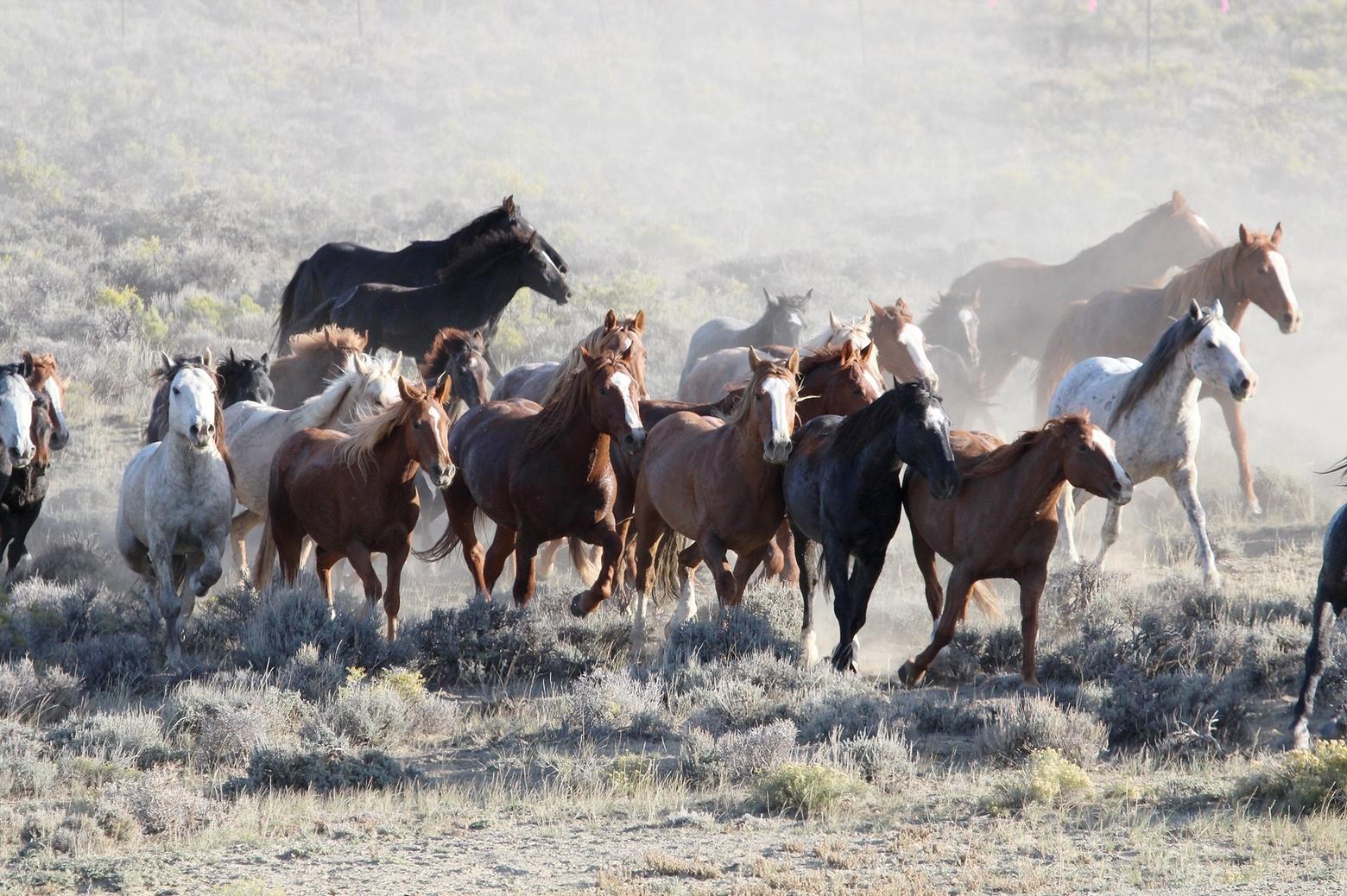gv b v BLM manages wild horses and burros in 175 herd management areas across 10 western states. The agency plans to cut Wyoming's 6,000 wild horses down to approximately 2,500. Photo by Photo by Jay D'Ewart