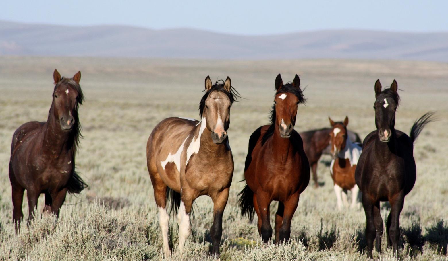 Wild horse herds can double in as few as four years, according to BLM, and can outgrow the landscape's carrying capacity. Photo by Jay D'Ewart